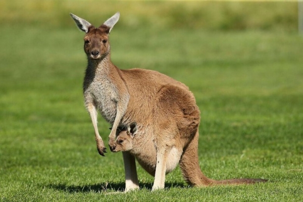 Kangaroo ở Úc: Những điều thú vị và nơi có thể gặp