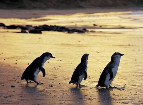 Phillip Island: Kinh nghiệm xem chim cánh cụt gần Melbourne