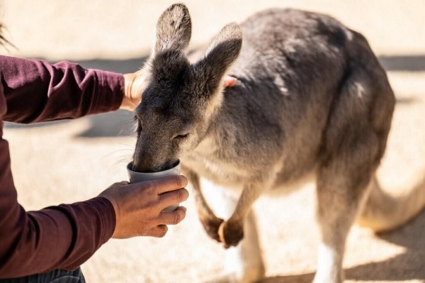 Featherdale Wildlife Park: Nơi gặp kangaroo và koala gần Sydney