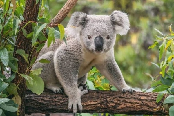 Koala ở Úc: Những điều thú vị về loài vật biểu tượng