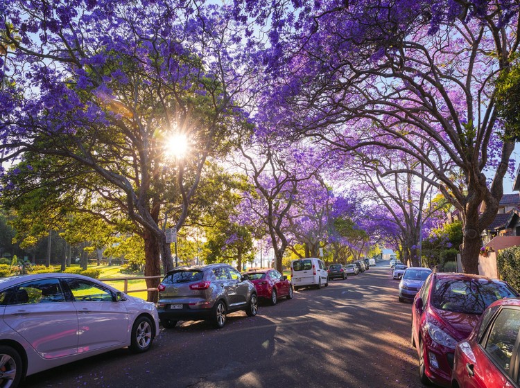 Tour Úc Mùa Xuân T9 đến hết T11 (Mùa phượng tím Sydney)