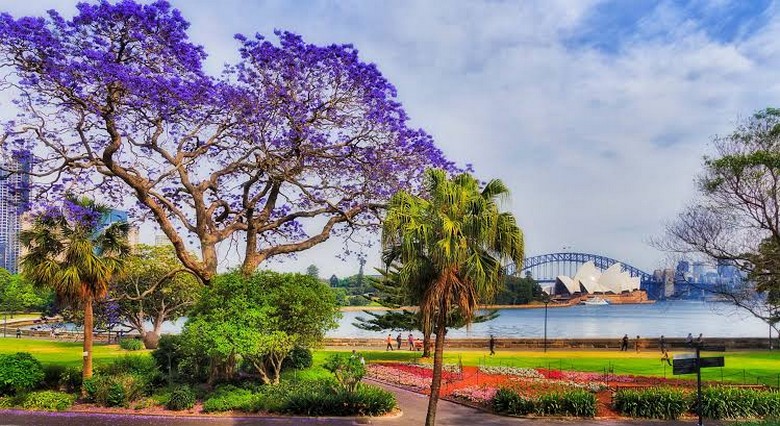 Royal Botanic Garden Sydney: Khu vườn xanh giữa trung tâm thành phố